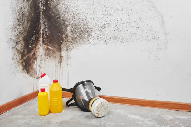 Best Post-Flood Mold Remediation in Ramona, CA