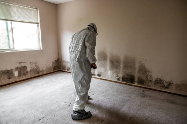 Best Black Mold Remediation in Ramona, CA