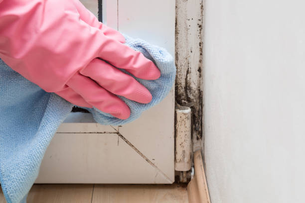 Best Residential Mold Remediation in Ramona, CA