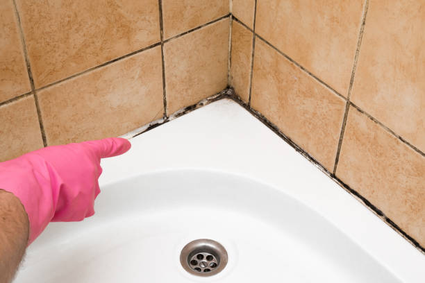 Best Localized Mold Remediation (e.g., coastal areas, humid climates) in Ramona, CA